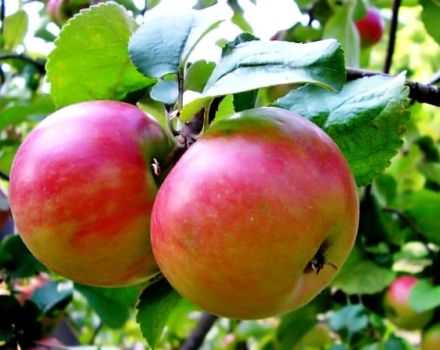 Description and characteristics of the Zhigulevskoe apple variety, stage-by-stage planting and care