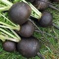 Cultivo y cuidado del rábano negro en campo abierto, cómo y cuándo plantar.