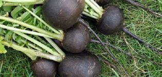 Cultivo y cuidado del rábano negro en campo abierto, cómo y cuándo plantar.