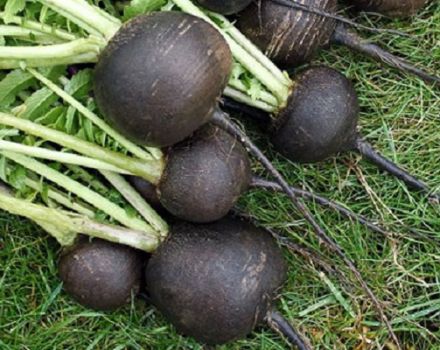 Cultivo y cuidado del rábano negro en campo abierto, cómo y cuándo plantar.