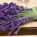 20 mejores variedades y tipos de lavanda con descripciones y características