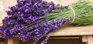 20 mejores variedades y tipos de lavanda con descripciones y características