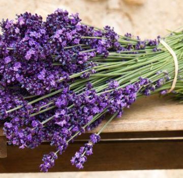 20 mejores variedades y tipos de lavanda con descripciones y características