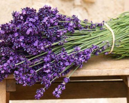 20 mejores variedades y tipos de lavanda con descripciones y características