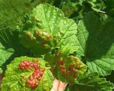 How and how to treat currants from diseases and pests after harvest