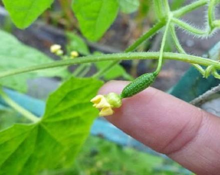 Descripción de la variedad de pepinos Murashka, sus características y cultivo.