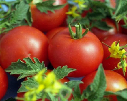 Characteristics and description of the Gina tomato variety, its yield