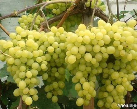 Description and characteristics of the Aleshenkin grape variety, pruning, planting and care