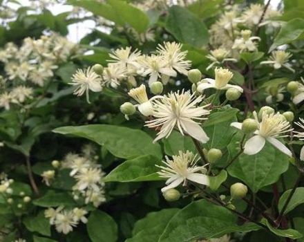 Description and varieties of grape-leaved clematis, cultivation features