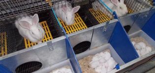 Dimensions and drawings of a queen cell for rabbits and how to do it yourself