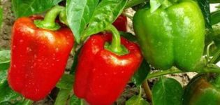 Characteristics and description of the Claudio pepper variety