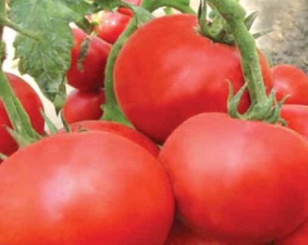 Description de la variété de tomate de juin et de ses caractéristiques