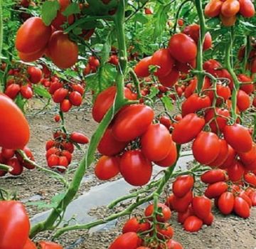 Descripción de la variedad de tomate Bouquet de Siberia, sus características y rendimiento.