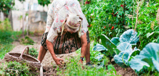 How to quickly weed and process carrots with weed control kerosene