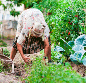 Cómo desyerbar y procesar zanahorias rápidamente con queroseno para el control de malezas