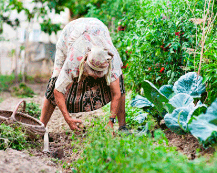 Comment désherber et traiter rapidement les carottes avec du kérosène anti-mauvaises herbes