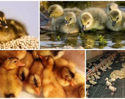 Tabla de temperatura para patitos desde los primeros días de vida.