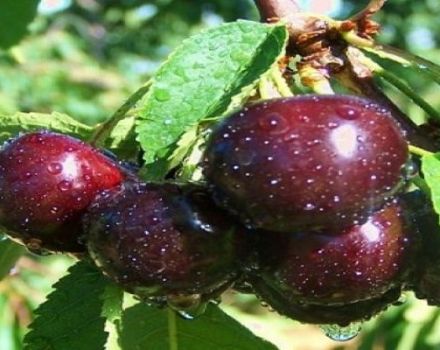 Description and characteristics of the Kent cherry variety, advantages and disadvantages, cultivation