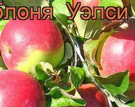 Description and characteristics of the fruiting variety of Welsey apple trees, cultivation and care