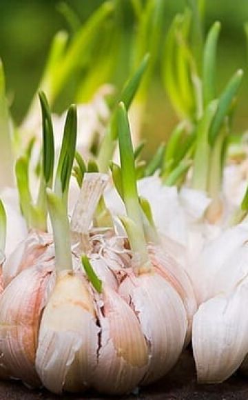 Cómo cultivar y cuidar el ajo al aire libre para una buena cosecha