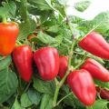 Characteristics and description of varieties of thick-walled sweet peppers for open ground