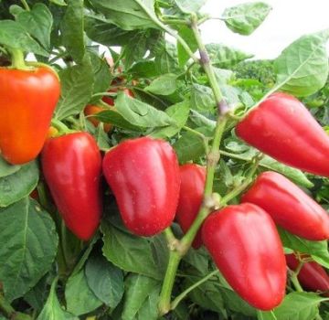 Characteristics and description of varieties of sweet thick-walled peppers for open ground