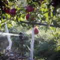 How often apple trees need to be watered in summer and during fruit ripening, frequency and frequency