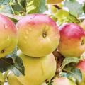 Description and characteristics of the apple tree Wonderful, the yield of the variety and cultivation