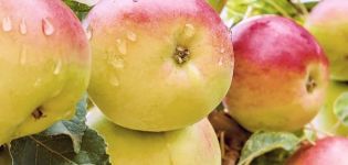 Description and characteristics of the apple tree Wonderful, the yield of the variety and cultivation