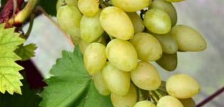 Description of varieties and characteristics of Muscat grapes and cultivation features