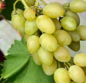 Description des variétés et des caractéristiques des raisins muscat et des caractéristiques de culture