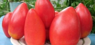 Description of the tomato variety Ob domes and its characteristics