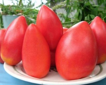 Description de la variété de tomate Ob dômes et ses caractéristiques