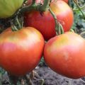 Description de la variété de tomate Freken Bock, recommandations de culture et avis des jardiniers