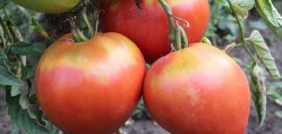 Descripción de la variedad de tomate Freken Bock, recomendaciones para el cultivo y opiniones de los jardineros.