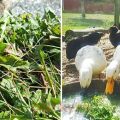 Qué hierbas se pueden y no se pueden dar a los patitos domésticos, qué comen y aman