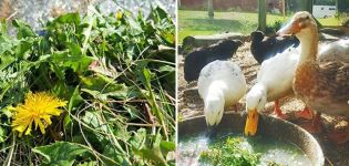 Qué hierbas se pueden y no se pueden dar a los patitos domésticos, qué comen y aman