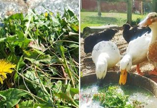 Qué hierbas se pueden y no se pueden dar a los patitos domésticos, qué comen y aman