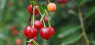 Description et caractéristiques des variétés de cerises Sudarushka, caractéristiques de plantation et d'entretien