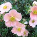 Les meilleures variétés et variétés de Potentilla, description et caractéristiques