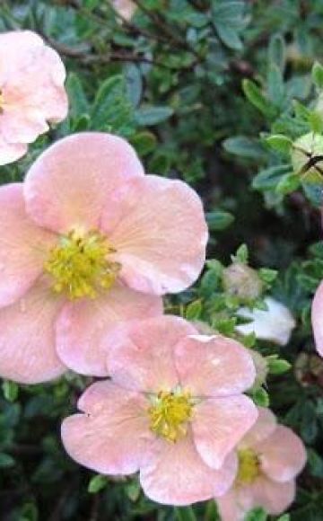 Les meilleures variétés et variétés de Potentilla, description et caractéristiques