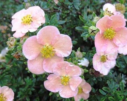 Les meilleures variétés et variétés de Potentilla, description et caractéristiques