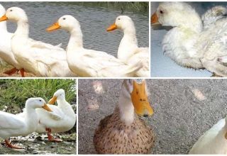 What to do if a duck is limping and how to treat it, causes and prevention