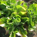 Why cabbage leaves turn yellow and what to do