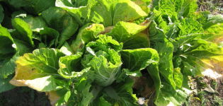 Why cabbage leaves turn yellow and what to do