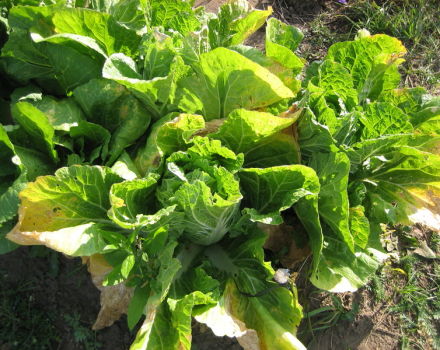 Why cabbage leaves turn yellow and what to do