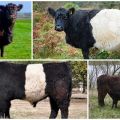 Description and characteristics of Galloway cows, rules of keeping