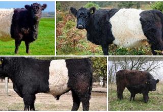 Description and characteristics of Galloway cows, rules of keeping