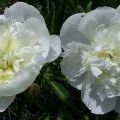 When peonies of different species bloom after planting, feeding and care