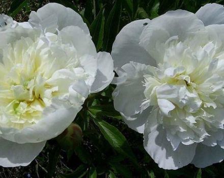 Apabila peony dari pelbagai jenis mekar setelah menanam, memberi makan dan merawat